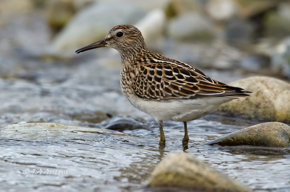 Correlimos pectoral, Calidris melanotos, Pectoral Sandpiper Correlimos pectoral, Calidris melanotos, Pectoral Sandpiper