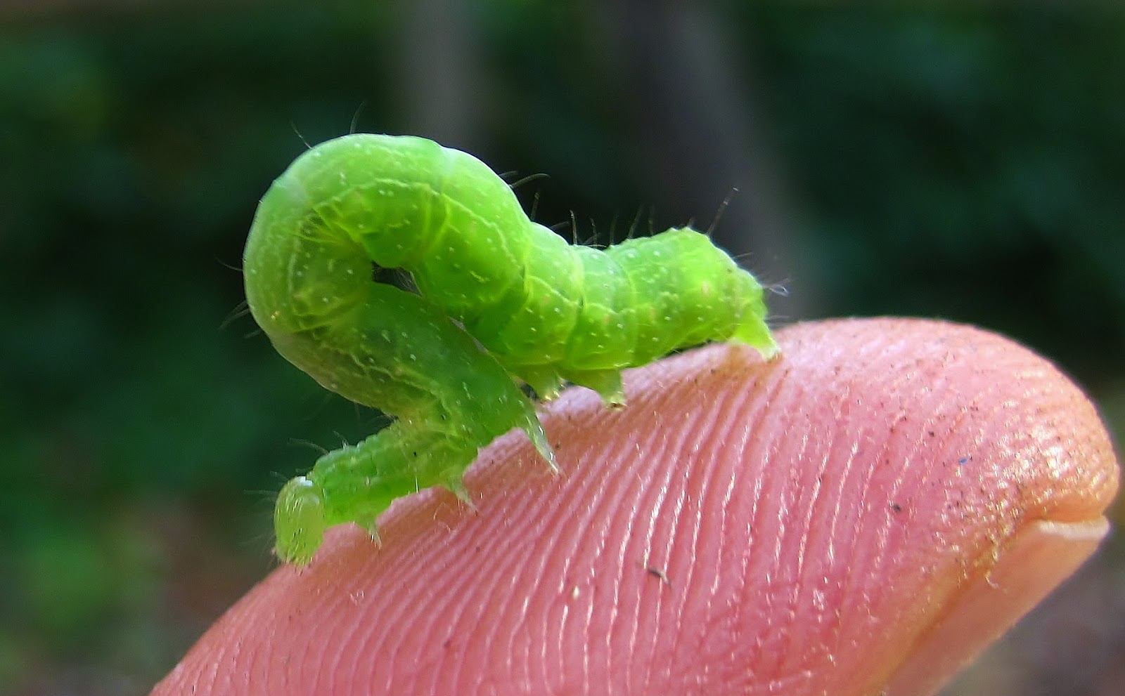 Nature on the Edge of New York City A Looper of a Caterpillar in my