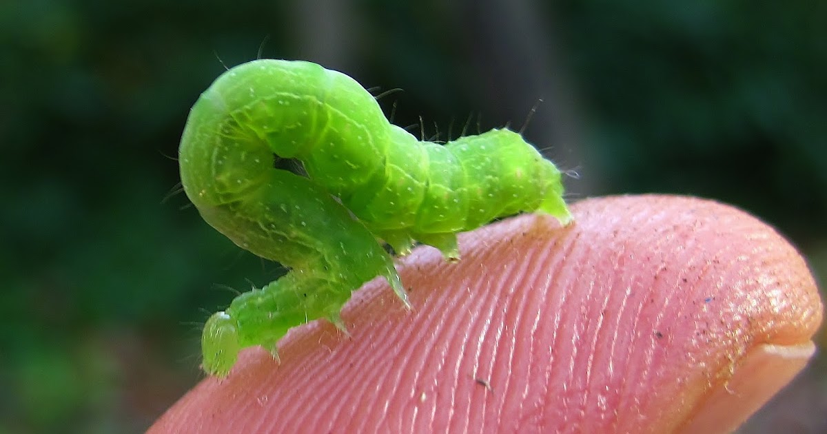 Nature on the Edge of New York City A Looper of a Caterpillar in my