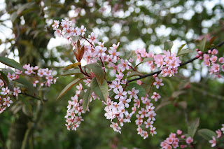 What’s in flower right now…