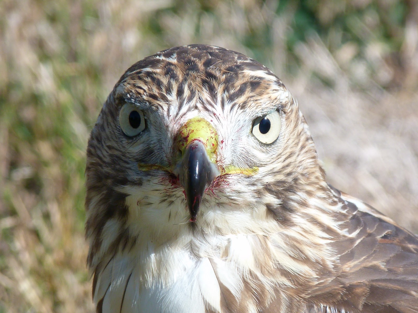 GordonGrice.com: Hawk Eats Squirrel