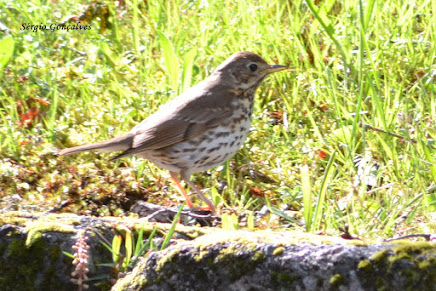 Turdus philomelos - O tordo-comum