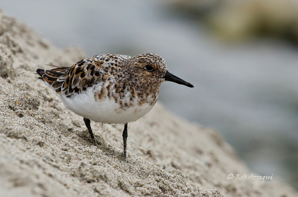 Correlimos tridactilo, Calidris alba, Sanderling Correlimos tridactilo, Calidris alba, Sanderling