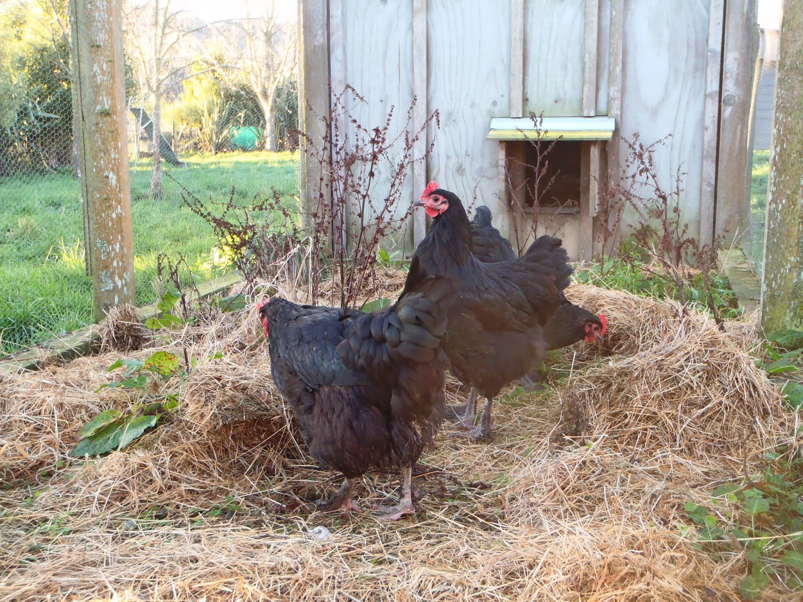 Jocees Farm Chickens in the Orchard