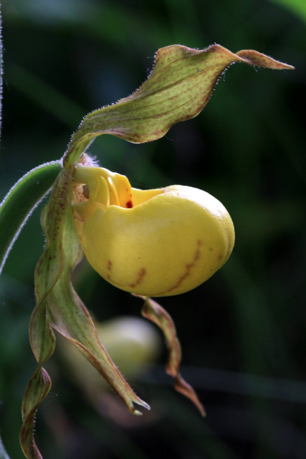 Native Orchids of the Pacific Northwest and the Canadian Rockies The