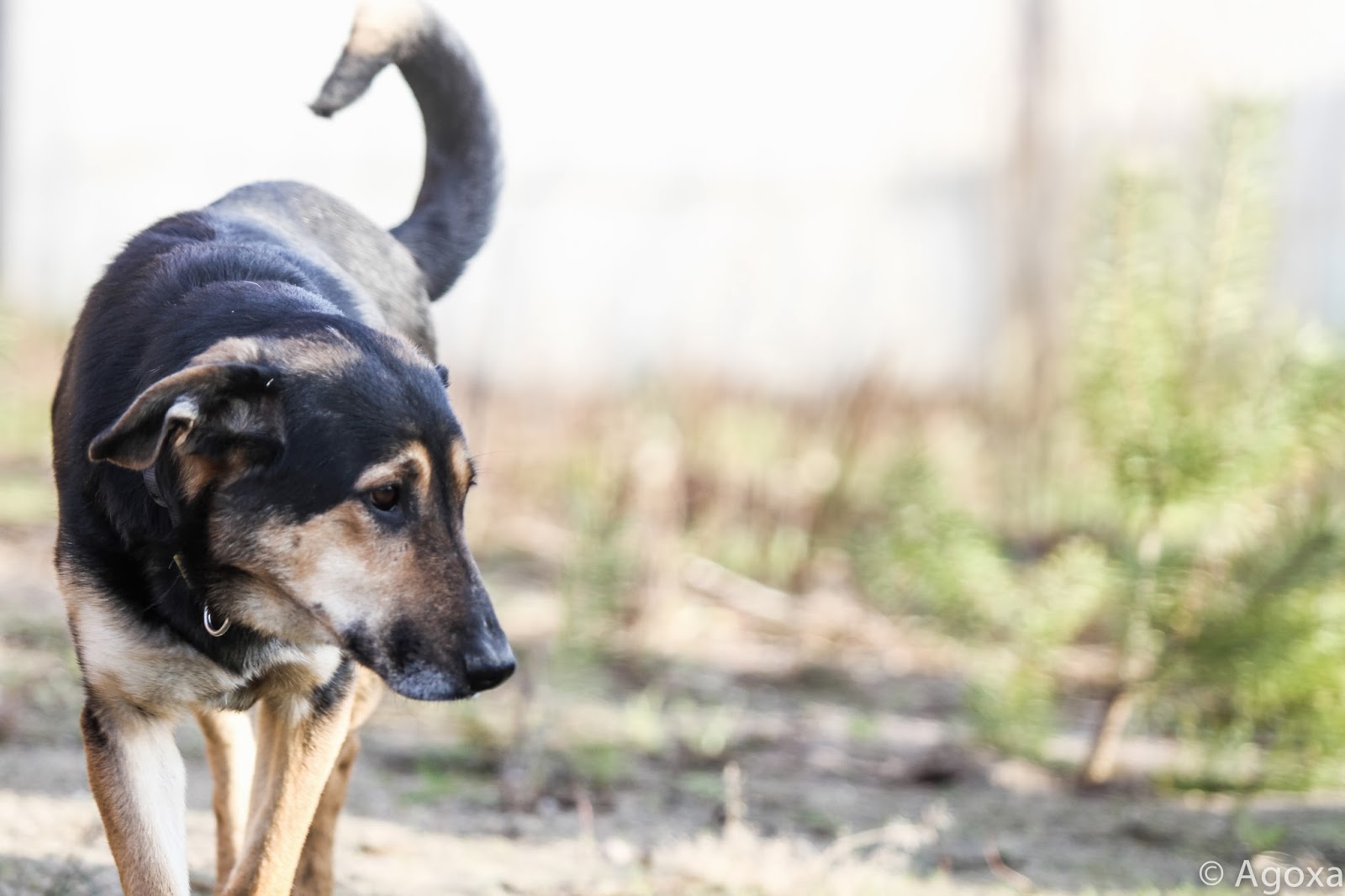 AGOXA FCI Pieski do oddania za darmo