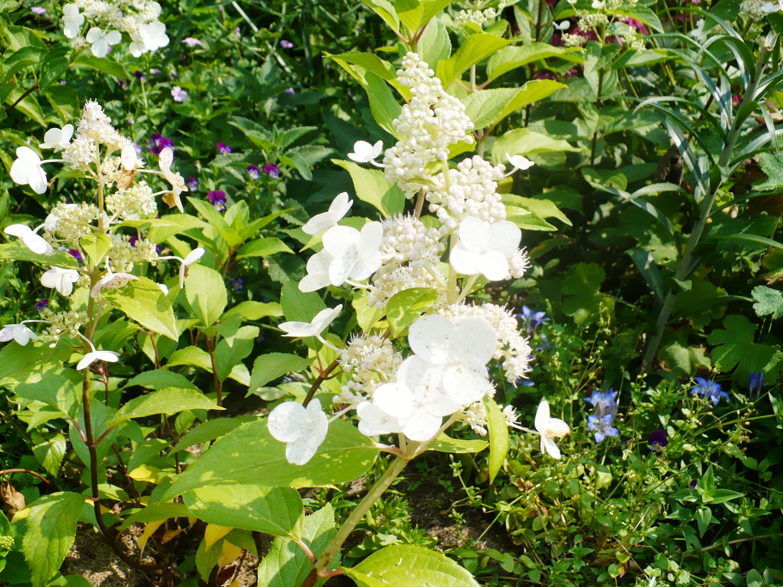 Hydrangea Macrophylla Hortensja Ogrodowa Buchfink Hobby