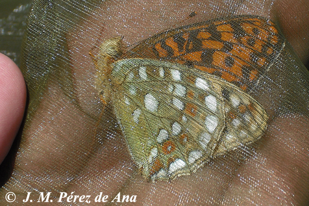 Trabajando Por Un Sueno Pieris Napi