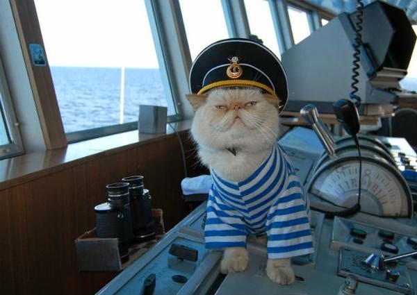 кот Матрос дослужился до старпома кот Матрос дослужился до старпома