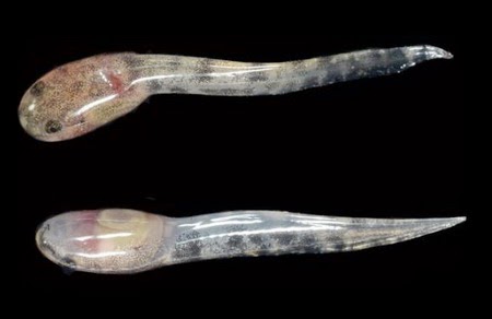 Kecebong katak Limnonectes larvaepartus Kecebong katak
