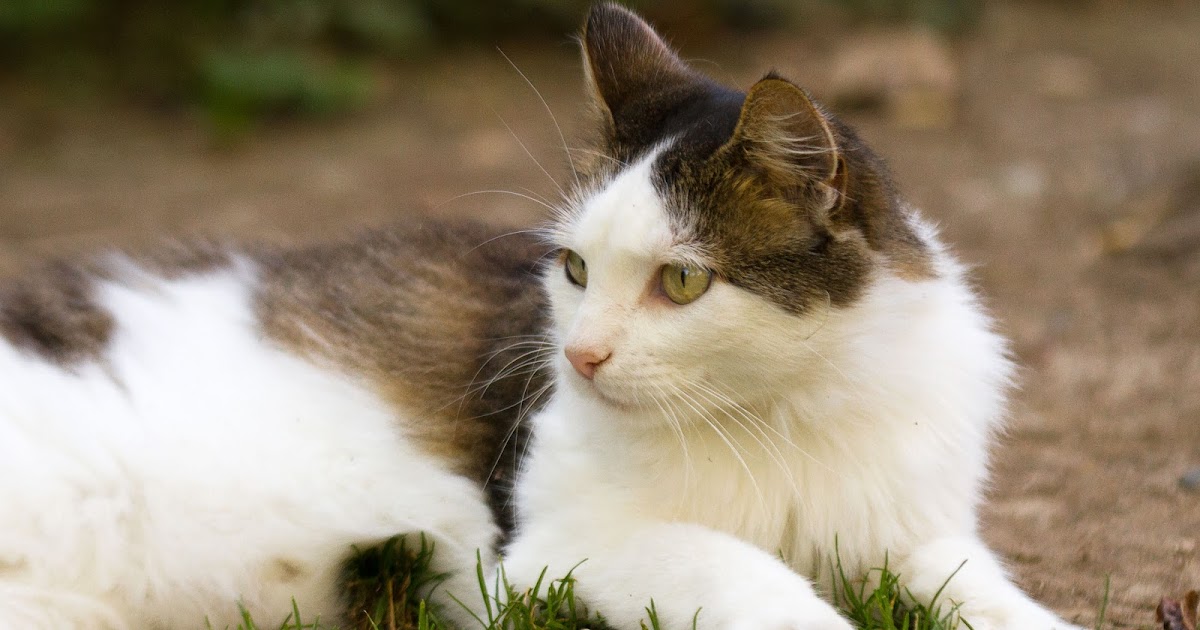 All About Our Pets Why Do Cats Rub Their Faces Against Everything