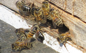 Beekeeping