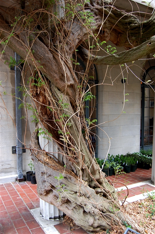 wisteria+vine+trunk.jpg