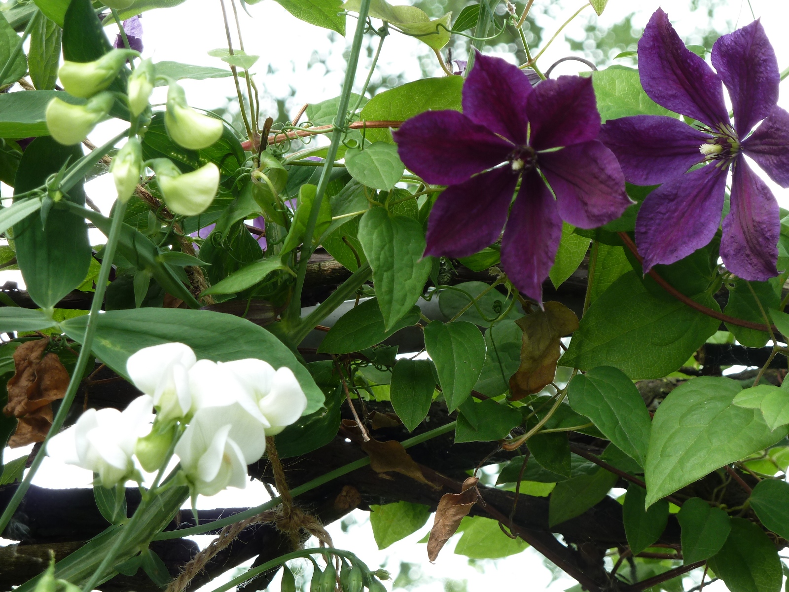 98 Best Garden Images Garden Plants Climbing Roses