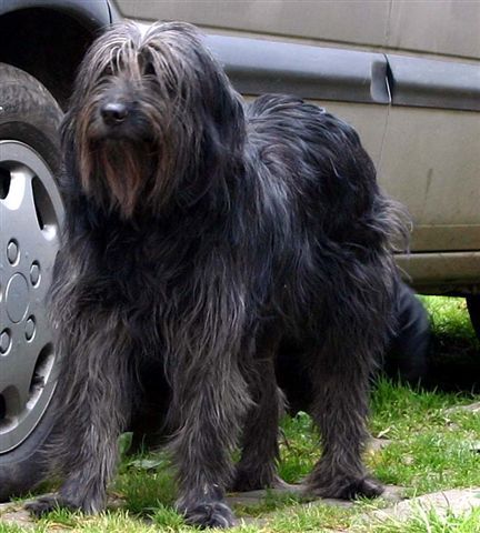 Cachorro Pastor Catalão: características e fotos