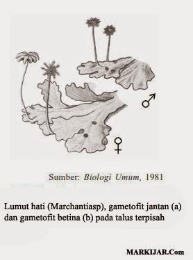 Dunia Tumbuhan 1 2 Markijar Com