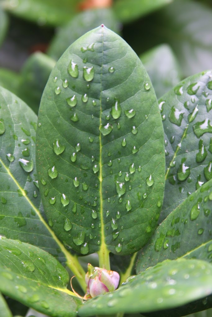 The Practical Plant Geek