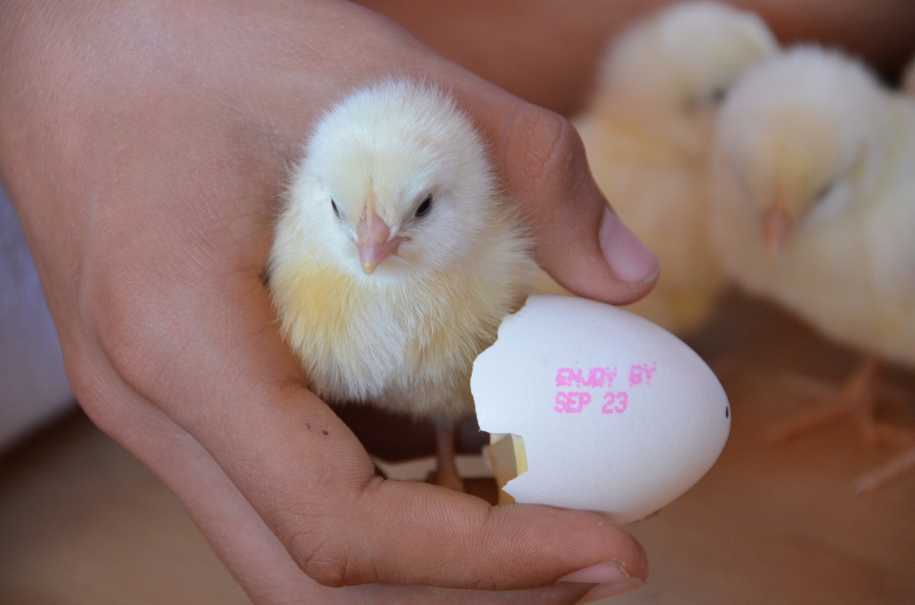 ... date,long do eggs stay good after expiration date,how long do eggs