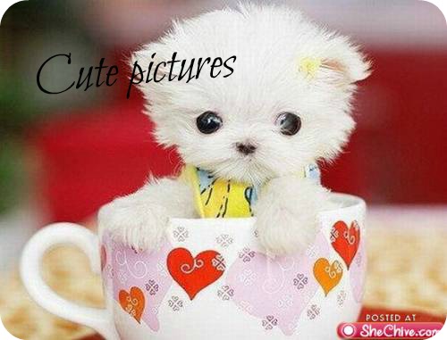 PiinkBeautyPrincess: Cute pictures