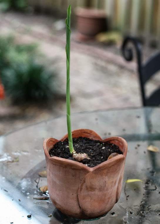 How To Grow Turmeric Root 17 Apart