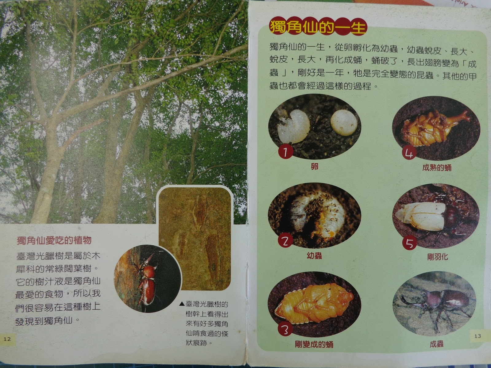 六合小雨老師101 103班級大小事 拜訪獨角仙 環境教育