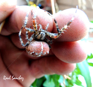 Araña de la cruz