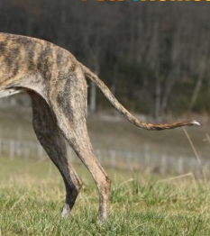 Dog Breeds With Whip Tails Dog Breeds With Whip Tails
