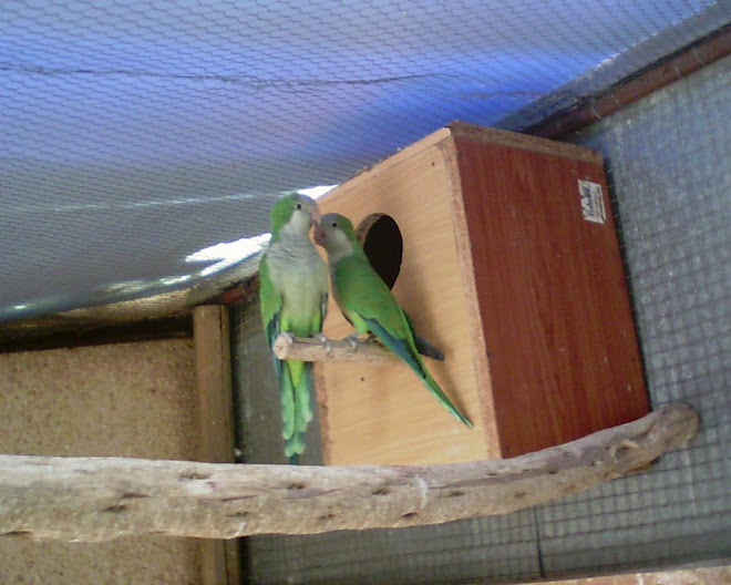 CASAL DE CONURES DE PEITO CINZA