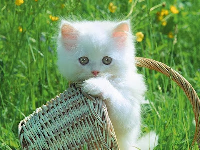 Cute little baby cat on white Cute little baby cat on white