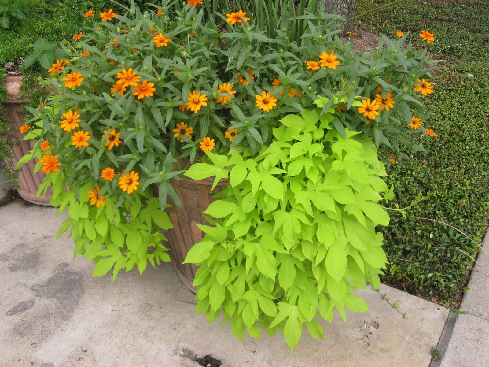 The OtHeR HoUsToN BUNGALOW & COTTAGE GARDEN FLOWERS FOR HOUSTON & THE GULF COAST