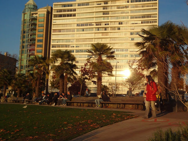 palm trees sunset beach vancouver