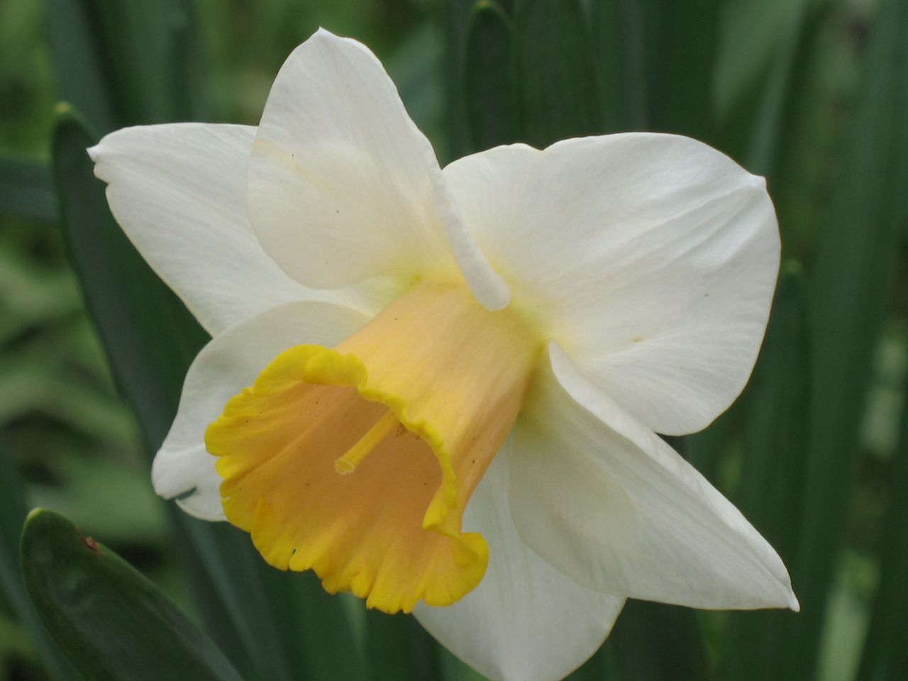 mears garden Picture Contest Week 10January 29, 2012 Garden Excitement