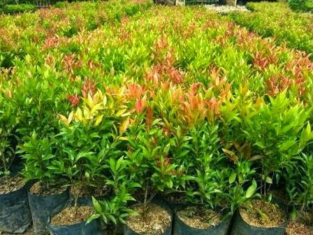 TANAMAN PAGAR, TANAMAN HIAS, POHON BAMBU, POHON UNTUK PAGAR RUMAH http://tukangtamanqu.blogspot.com/2014/11/tanaman-pagar-tanaman-hias-pohon-bambu.html