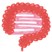 腸のイラスト「大腸・小腸」(人体)