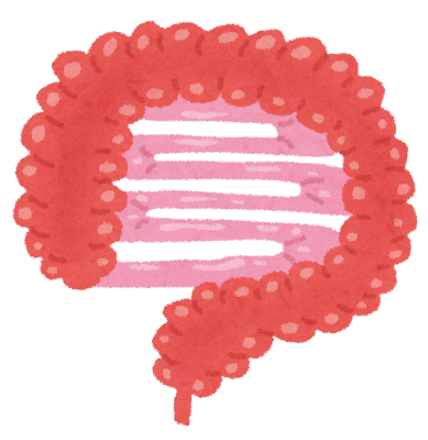 腸のイラスト「大腸・小腸」（人体）