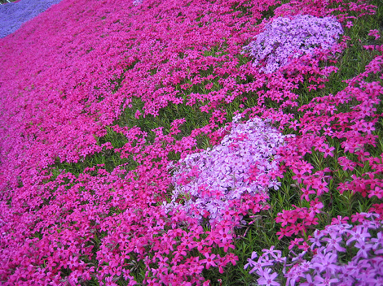 [Image: nhung-thien-duong-hoa-no-thang-5-nhat-ban-5.jpg]