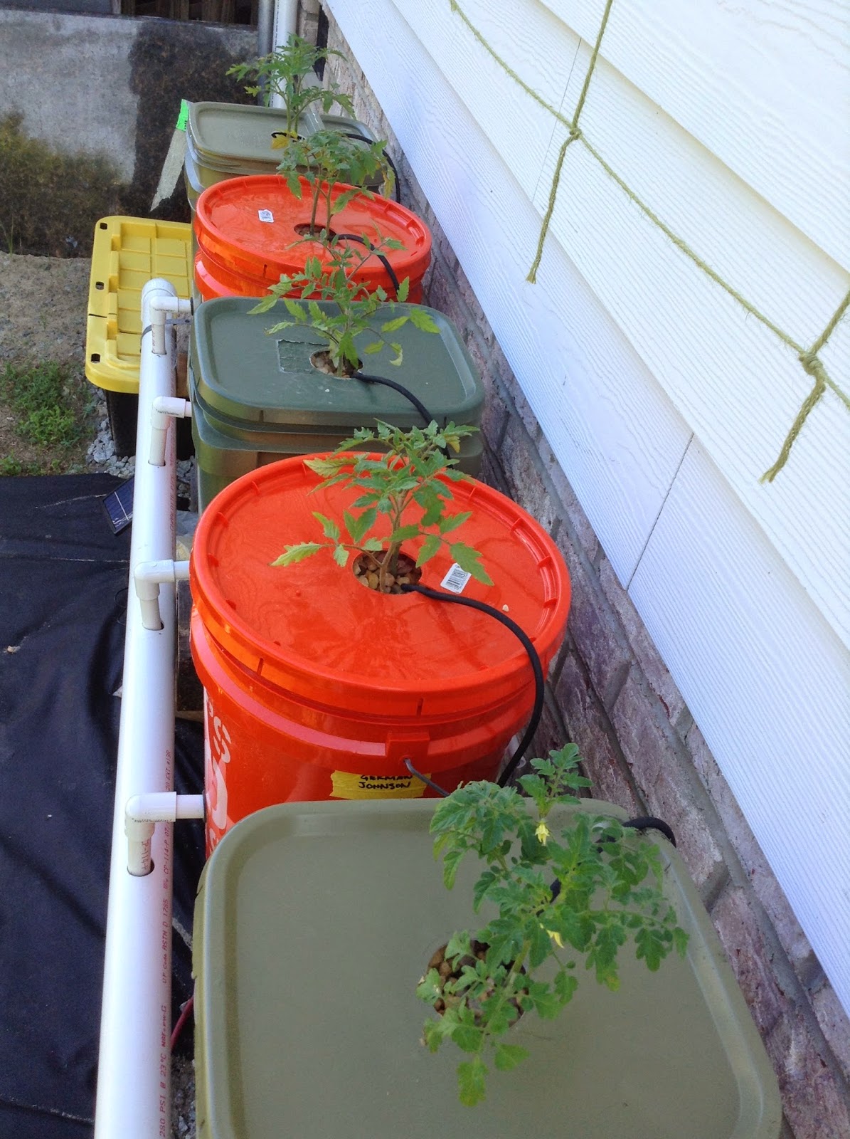 things n dreams Dutch Bucket Tomatoes update