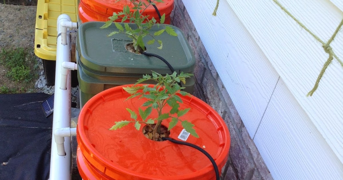 things n dreams Dutch Bucket Tomatoes update