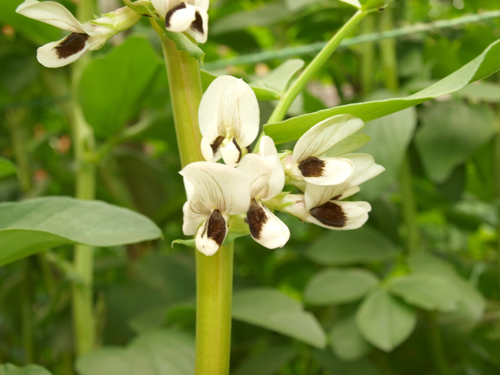 Mark's Veg Plot Bean flower collection