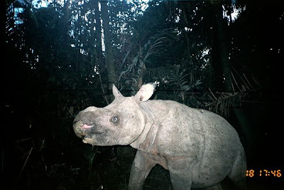 javan rhinoceros biome javan rhinoceros biome