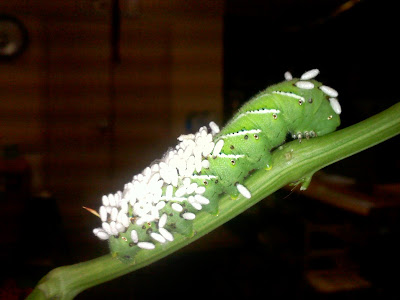 download horn worm download horn worm