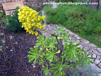 Cotyledon undulata