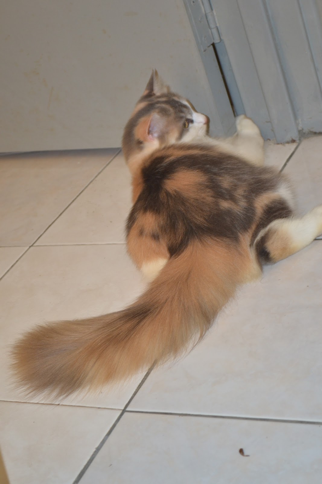 harga kucing domestic long hair