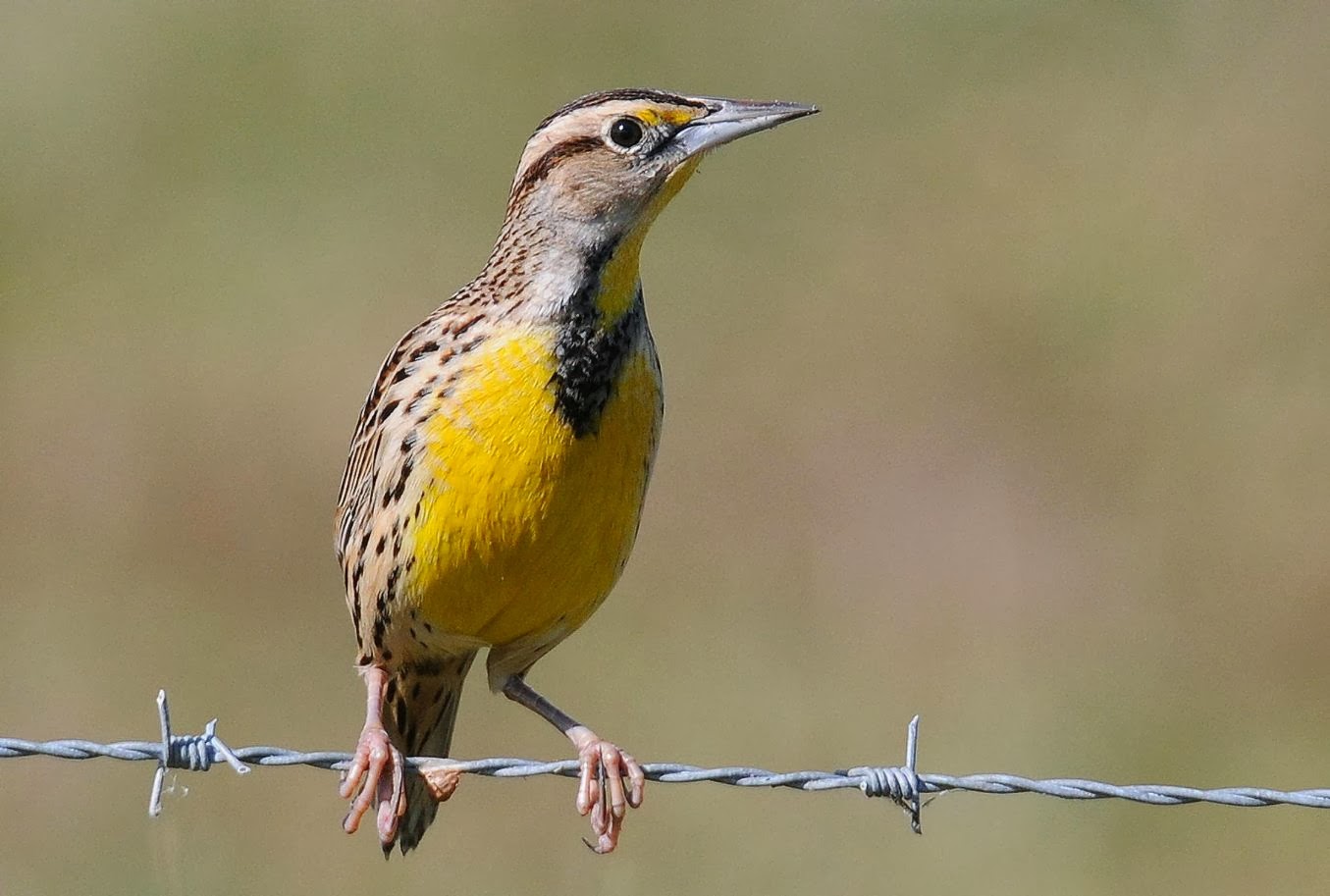 World Beautiful Birds Eastern Meadowlarks Interesting Facts
