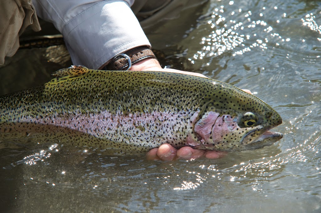 http://www.orvis.com/news/fly-fishing/thoughts-on-criticizing-grip-and-grin-photos/?utm_source=feedburner&utm_medium=feed&utm_campaign=Feed%3A+OrvisFlyFishingBlog+%28Orvis.com%2FNews+Fly+Fishing+Blog%29