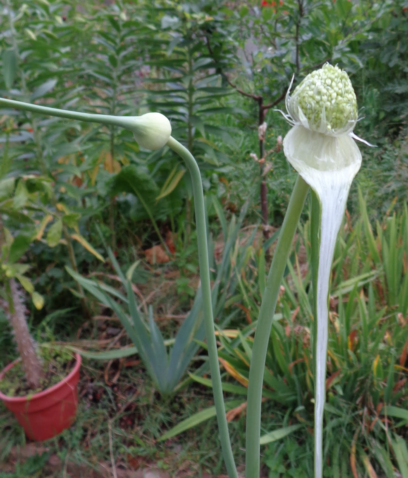 Growing Greener in the Pacific Northwest Garlic from seeds