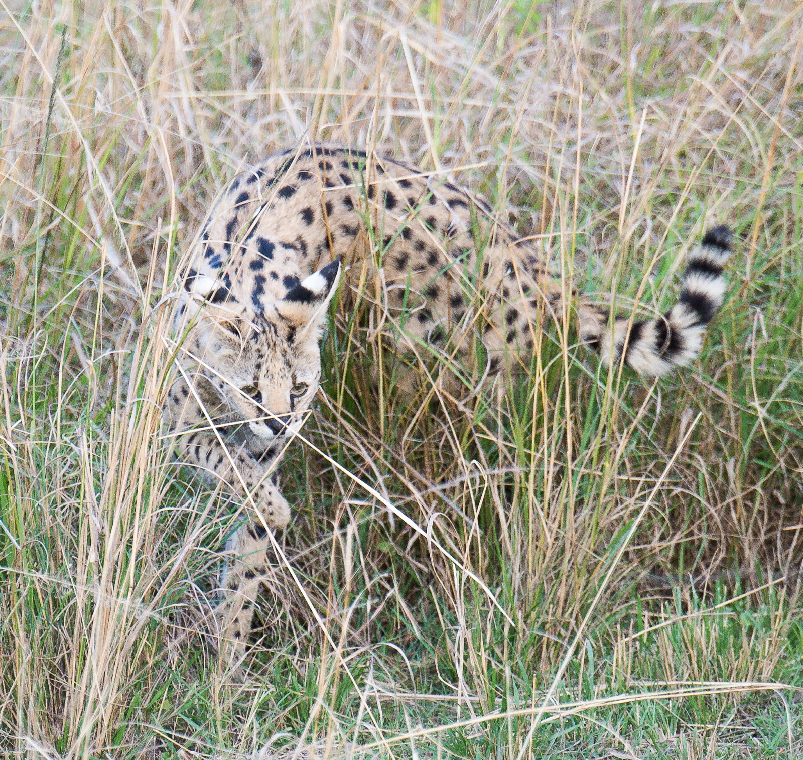 photoscope Leopards and Servals from Kenya