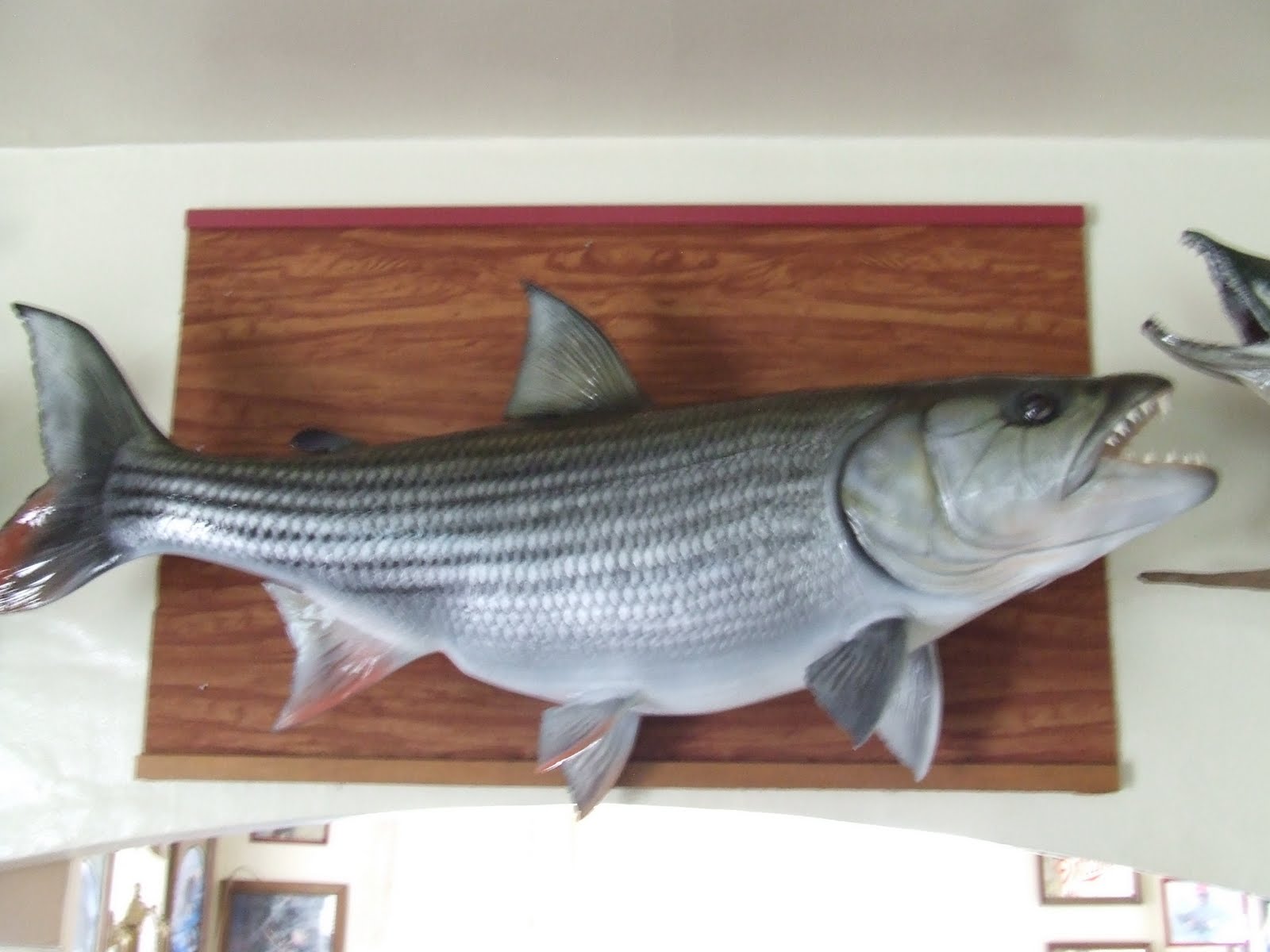 THE FISHING NEWS TROPHY FISH REPRODUCTIONS