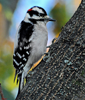 Phillip's Natural World: Woodpeckers of Florida