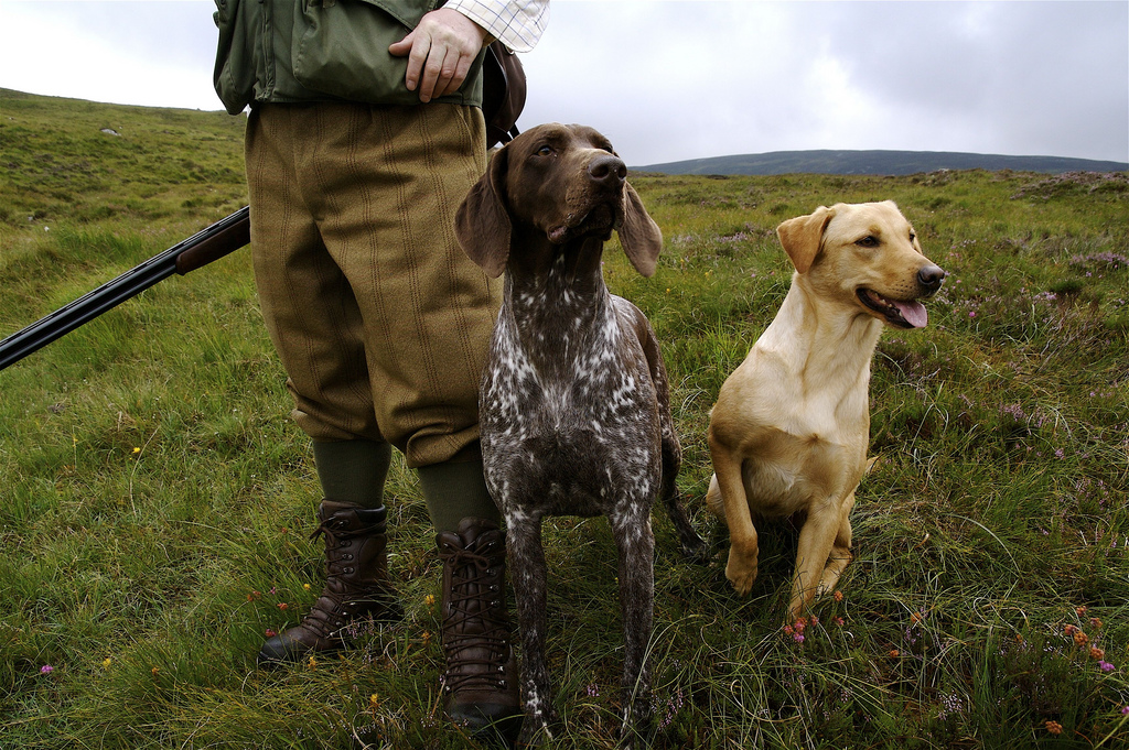 July Hunting Dogs For Sale July Hunting Dogs For Sale